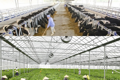 Hướng dẫn tính toán số lượng quạt thông gió cho trang trại Hướng dẫn tính toán số lượng quạt thông gió cho trang trại