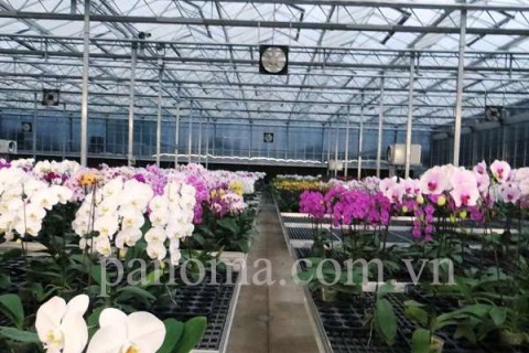 Hệ thống thông gió làm mát cho trang trại trồng hoa Hệ thống thông gió làm mát cho trang trại trồng hoa